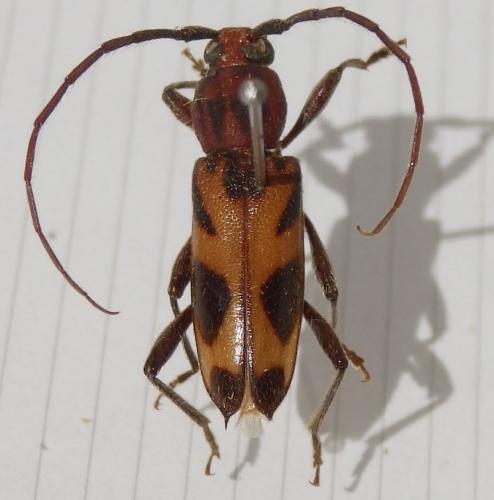 Achryson pictum
